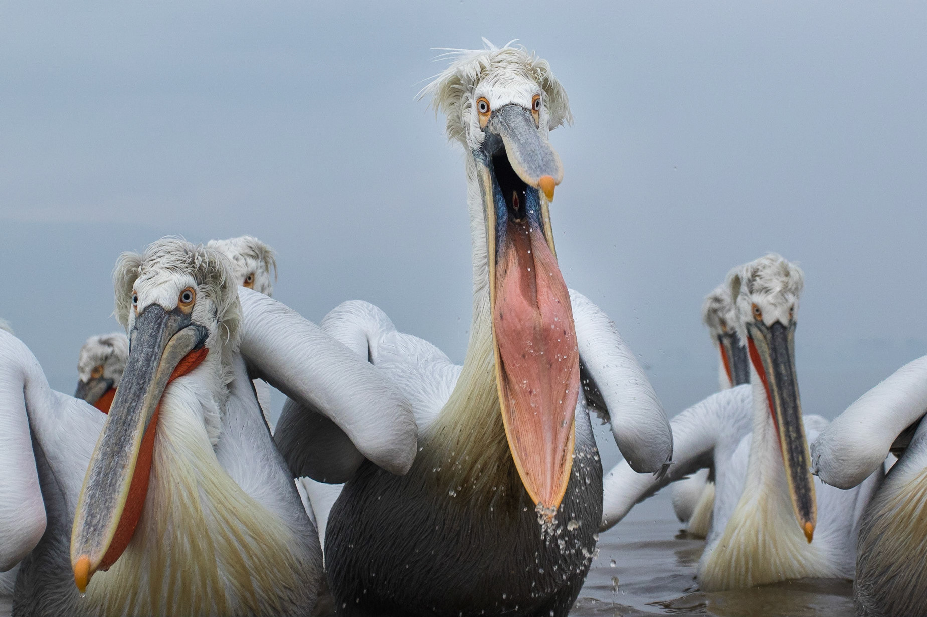 Krushuvad pelikan / Dalmatian Pelican, Kerkini lake Greece 2017