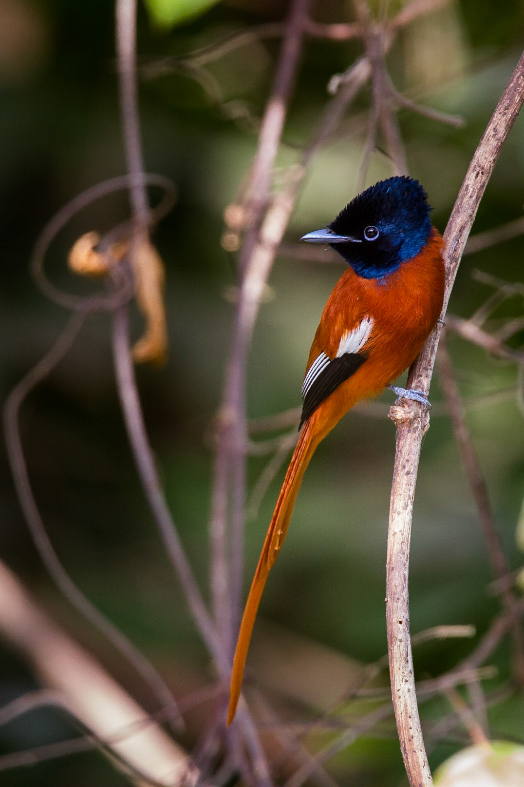 Rostbukig paradismonark / Red-bellied Paradise Flycatcher, Gambia 2013