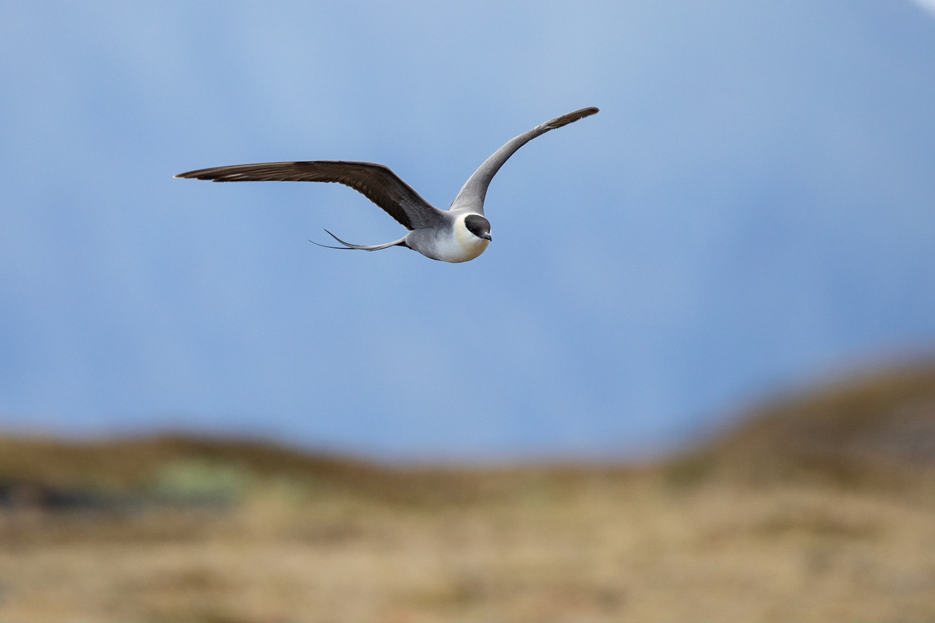 Fjällabb / Long-tailed Jaeger, Slåttajåkka Abisko 2018