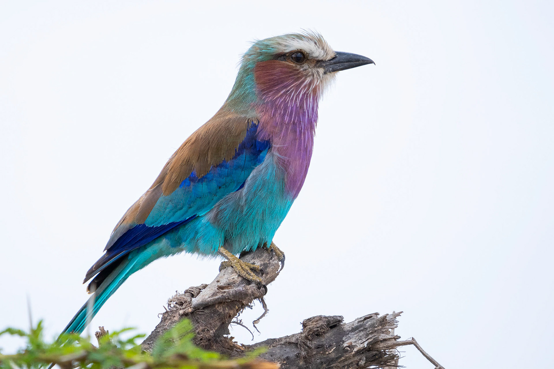 Lilabröstad blåkråka / Lilac-breasted Roller, Amboseli Kenya 2022