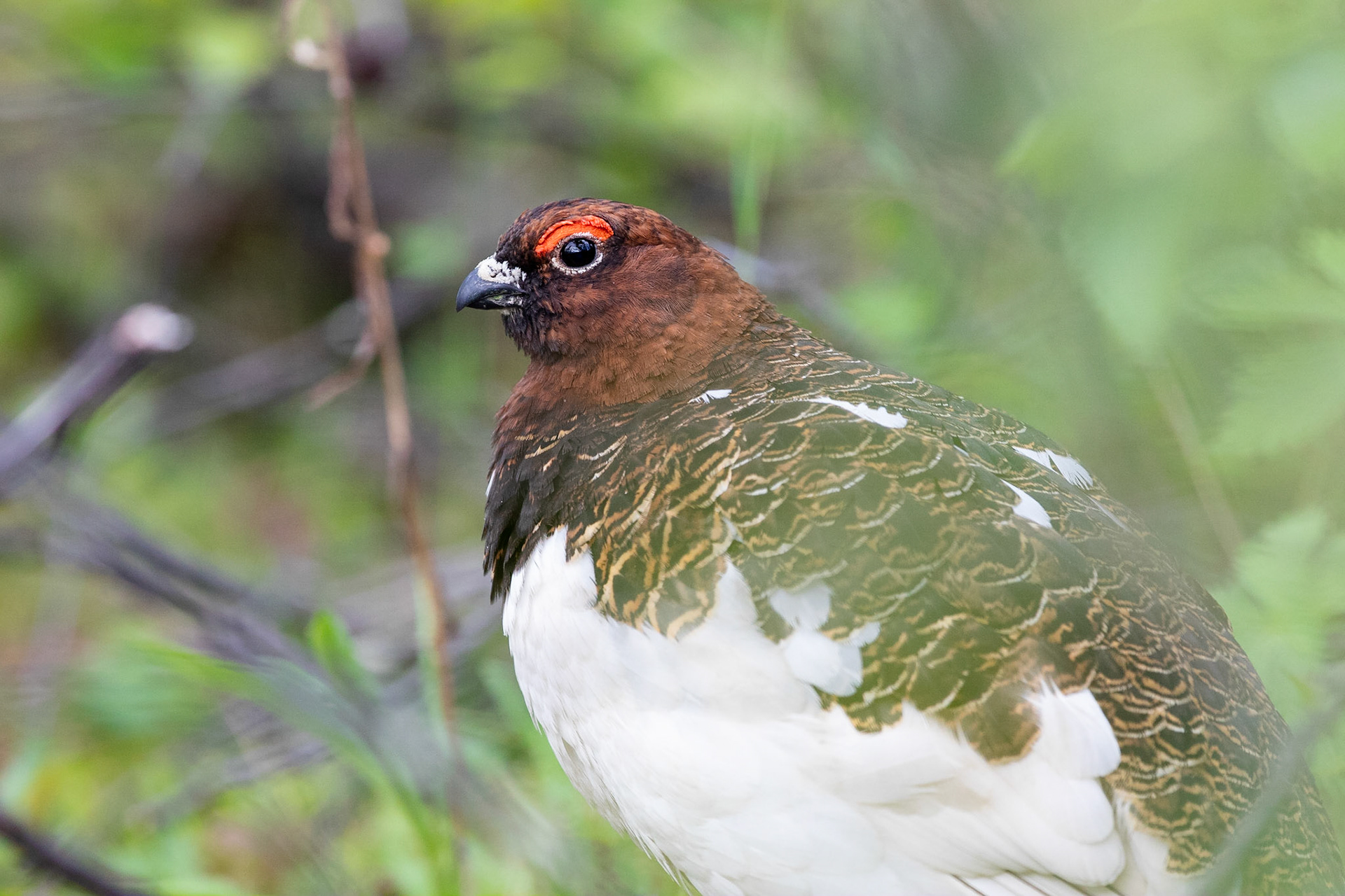 Dalripa / Willow Ptarmigan, Abisko nationalpark 2018