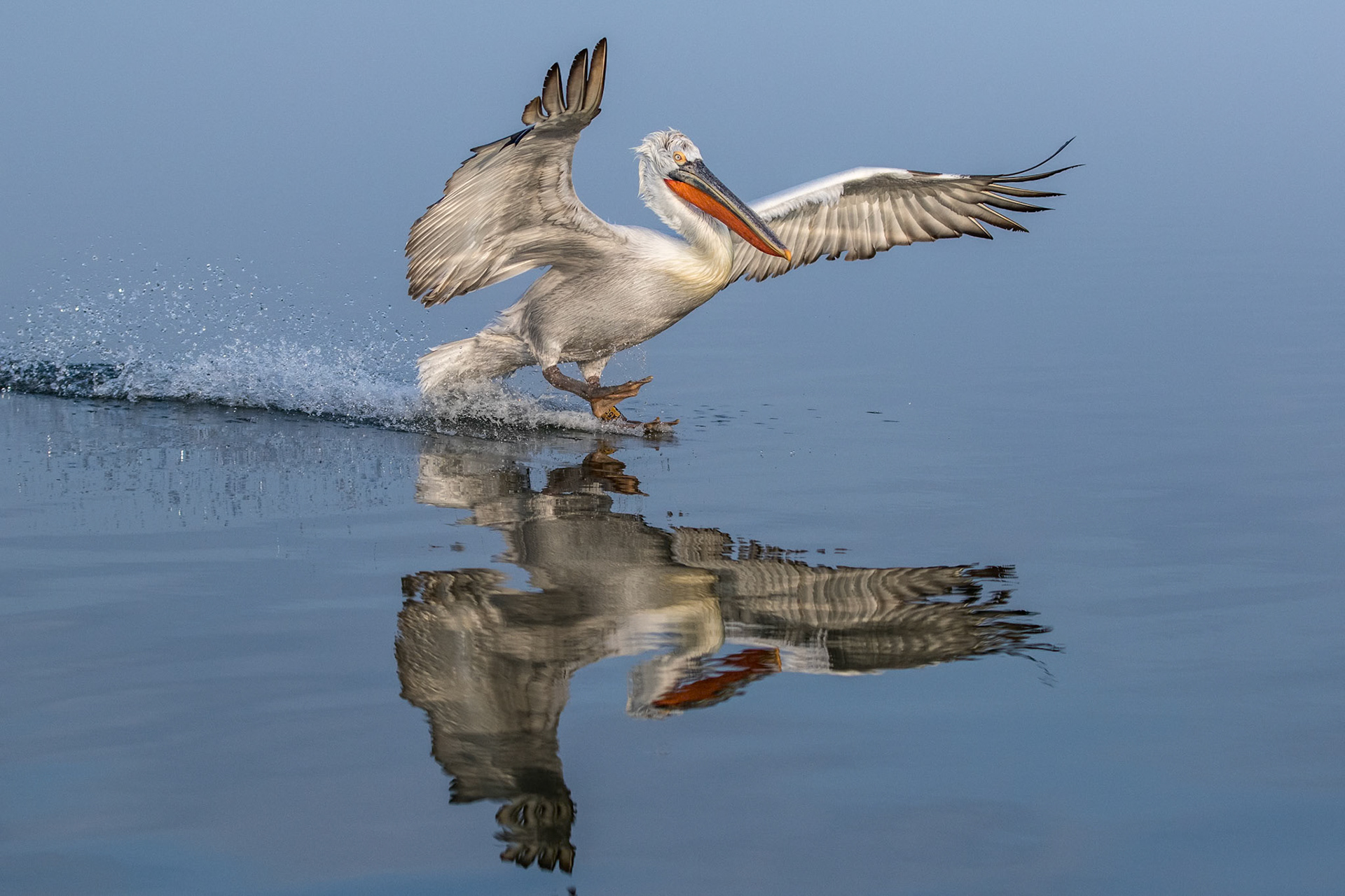 Krushuvad pelikan / Dalmatian Pelican, Kerkini lake Greece 2017
