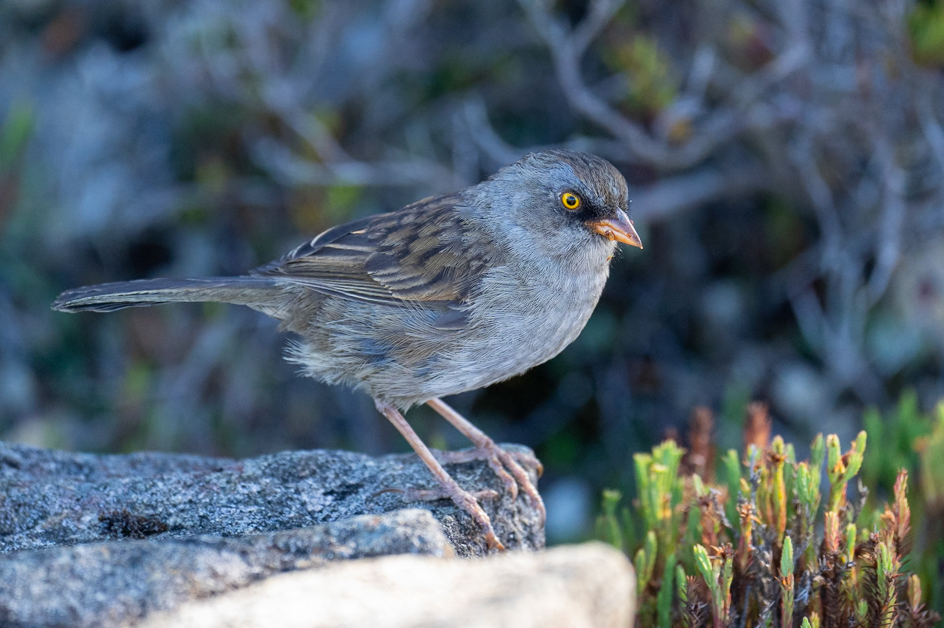 Volcano Junco / Vulkanjunco, Cerro Sakira, Costa Rica 2024