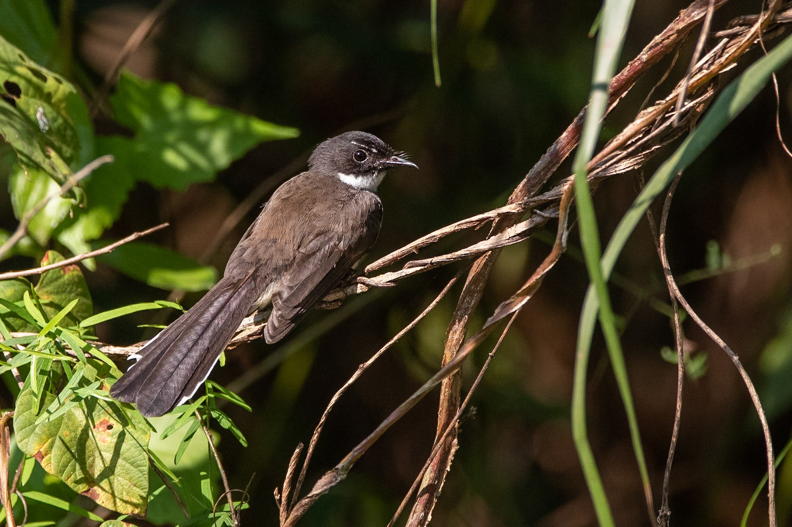 Svartvit solfjäderstjärt / Malaysian Pied Fantail, Baan Maka, Thailand 2018