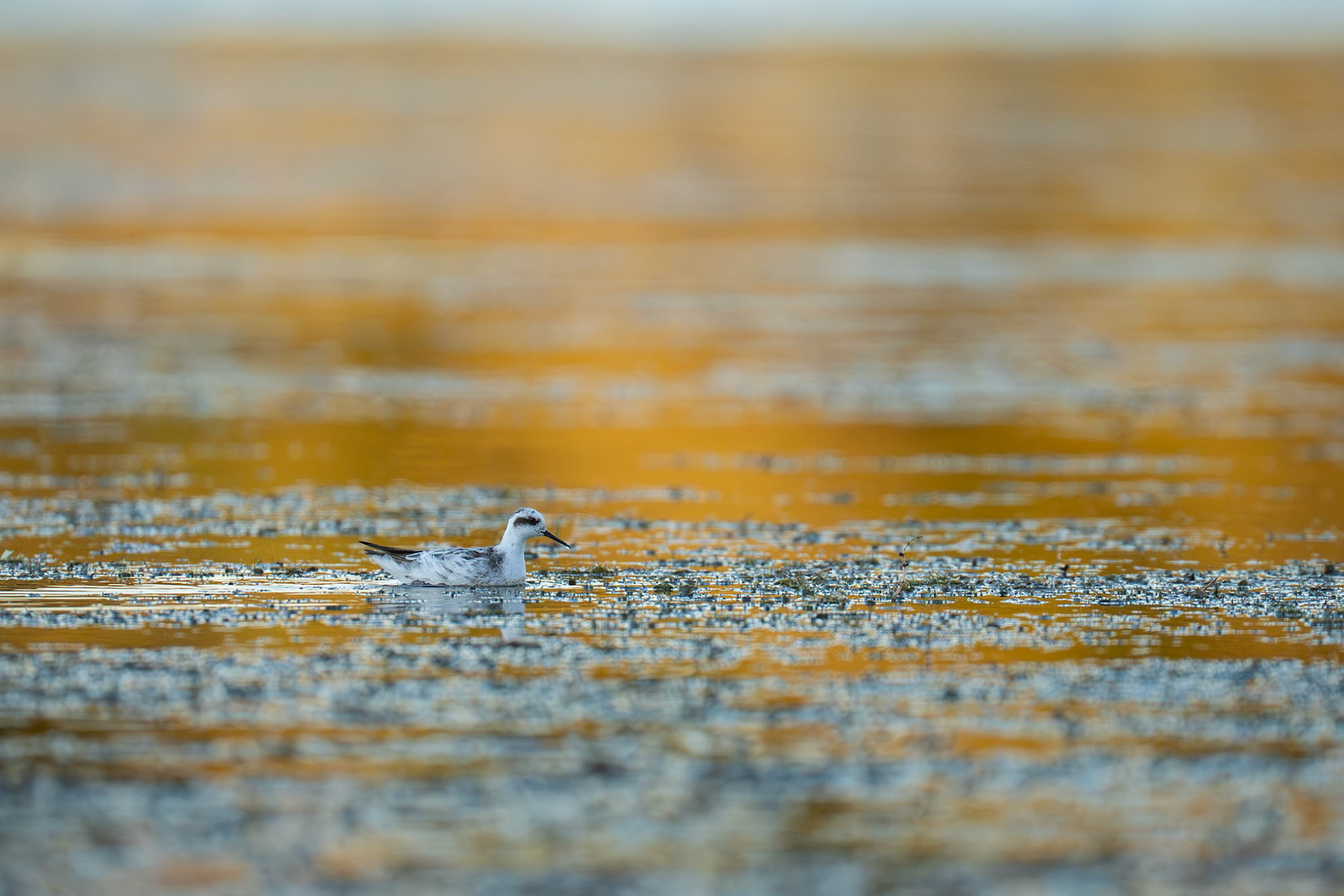 Smalnäbbad simsnäppa / Red-necked Phalarope, Lomma 2025