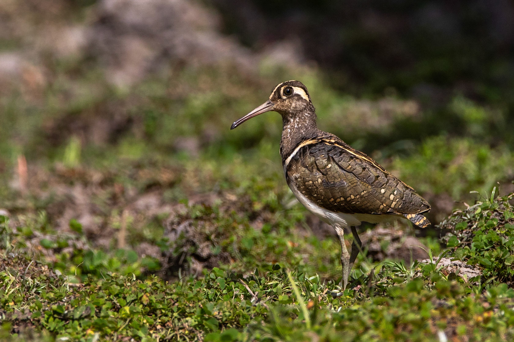 , Bajakarr raptor bridge, Gambia Rallbeckasin / Greater Painted-snipe2019