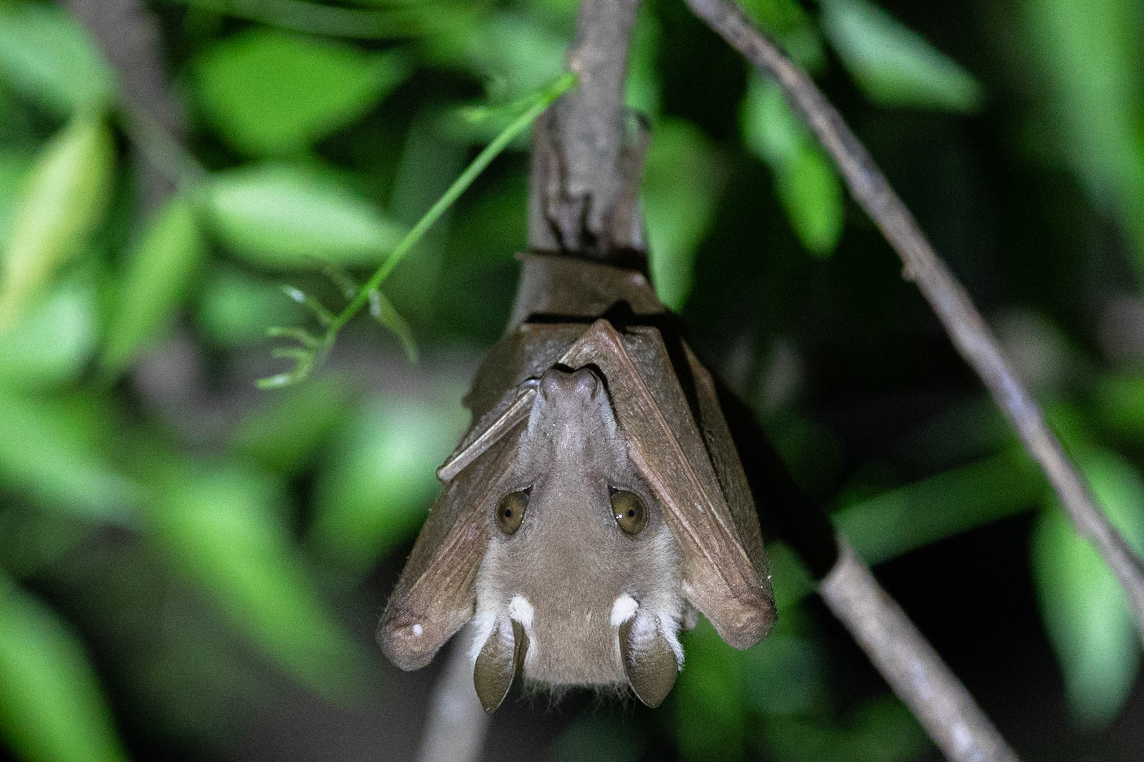 Gambian Epauletted Fruit Bat, Tendaba, Gambia  2019