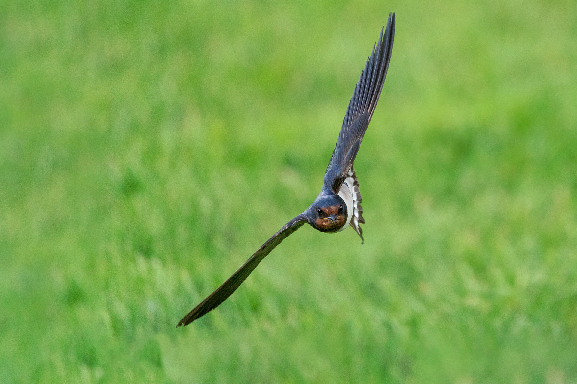 Ladusvala / Barn Swallow, Flyinge 2021