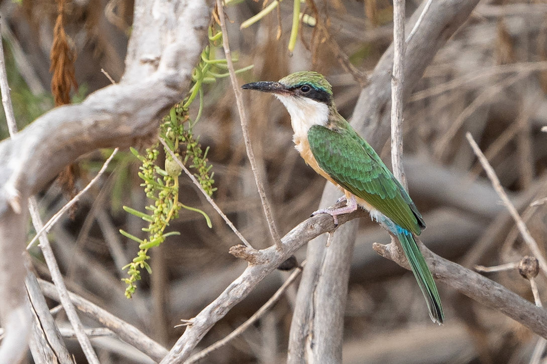 Somaliabiätare / Somali Bee-eater, Tsavo East Kenya 2022