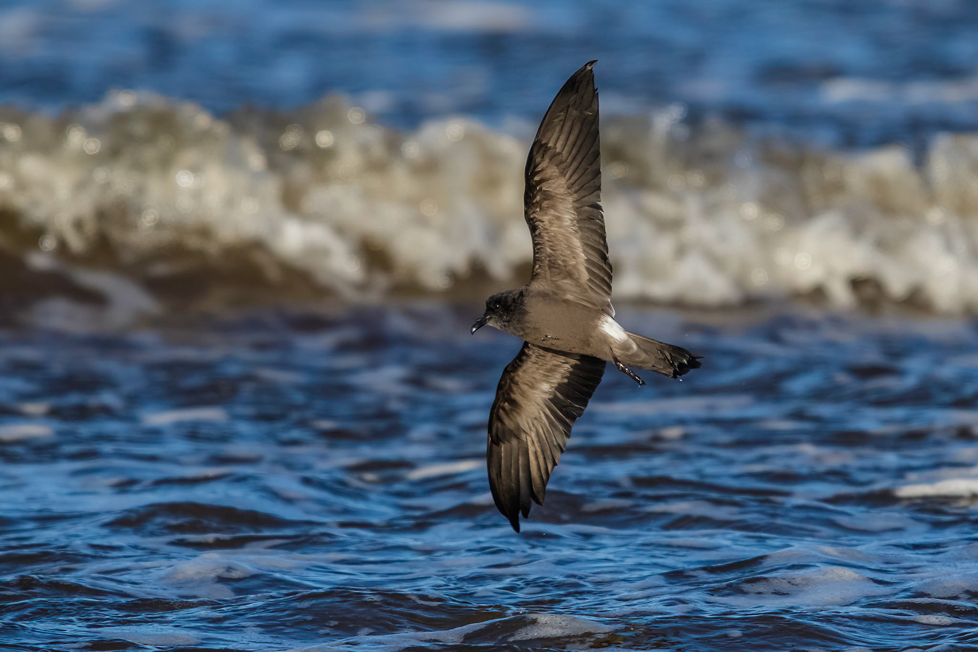 Klykstjärtad stormsvala / Leach's Storm-petrel, Skummeslövsstrand 2015