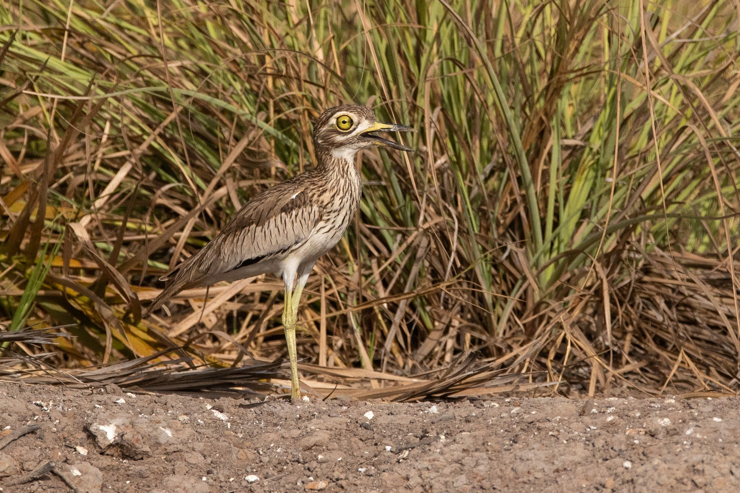 Senegaltjockfot / Senegal Thick-knee, Farasutong Forest, Gambia 2019