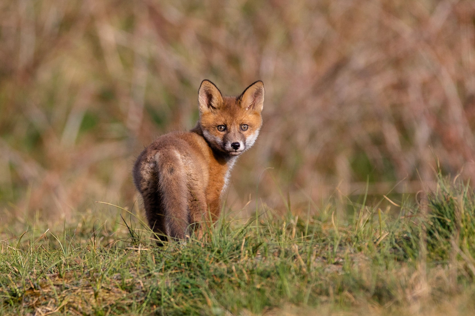 Rödräv / Red fFox, Sjötorps ängar 2020