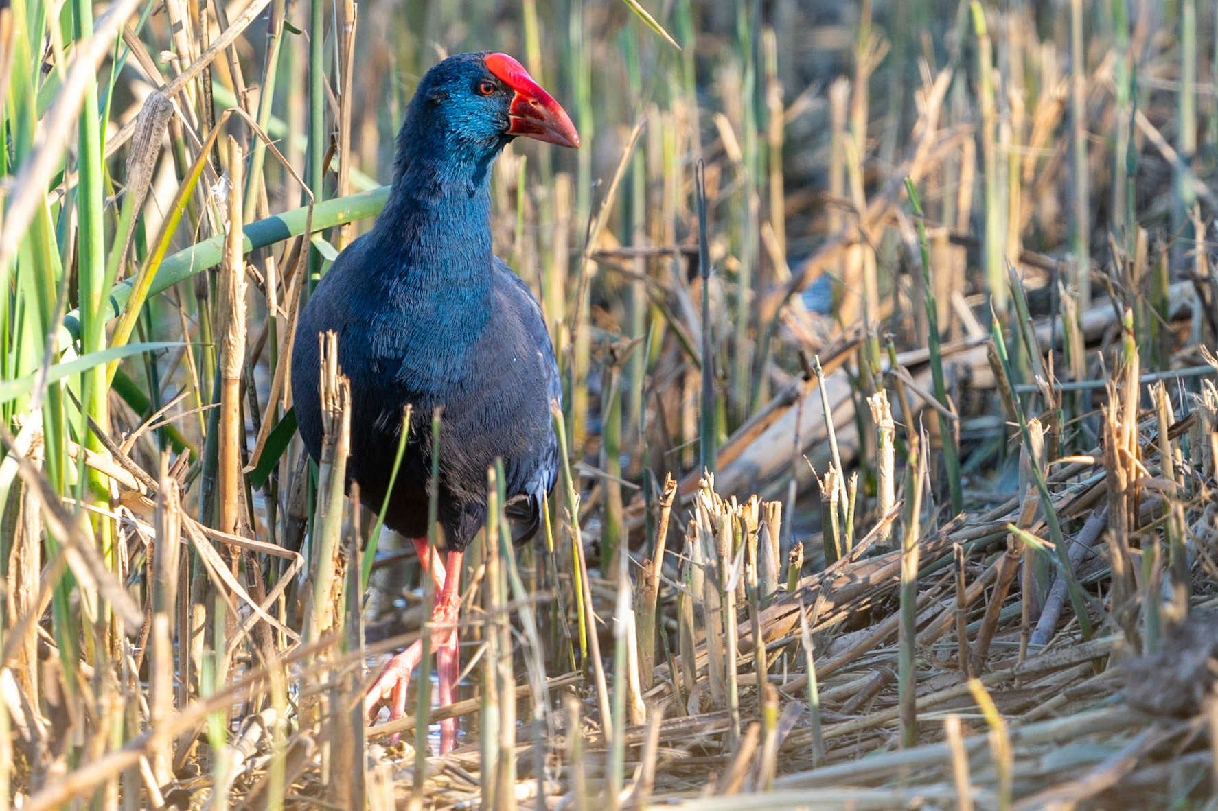 Purpurhöna / Purple Swamphen, Clot de Galvany, Spanien 2022