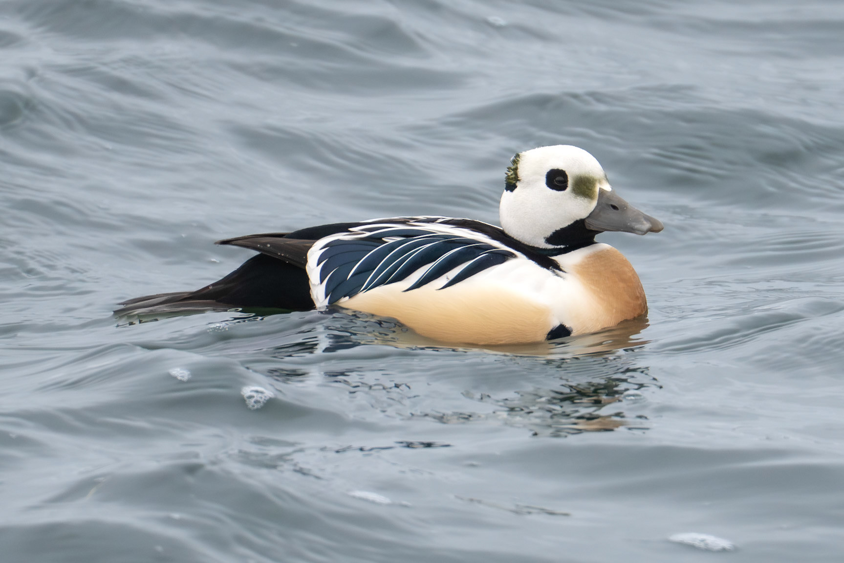 Alförrädare / Steller's Eider, Klagshamn 2026