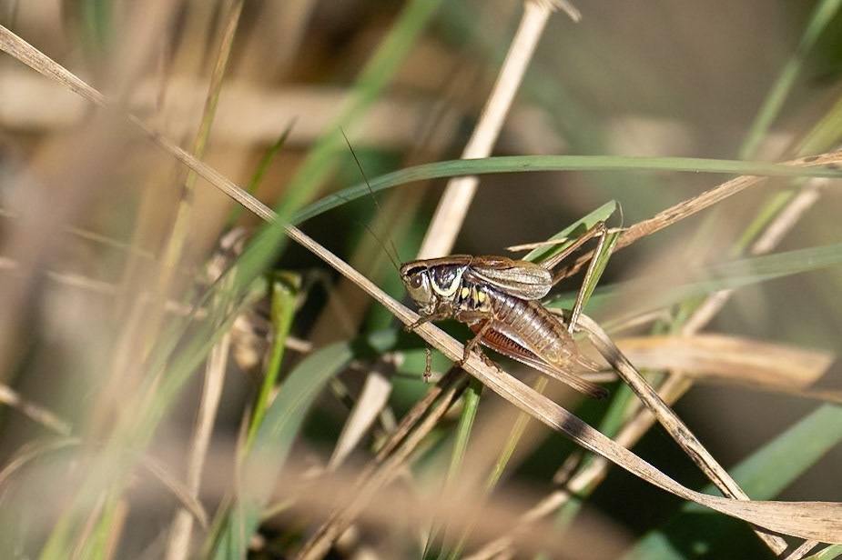Cikadavårtbitare / Roesel's Bush Cricket, Smygedungen 2024