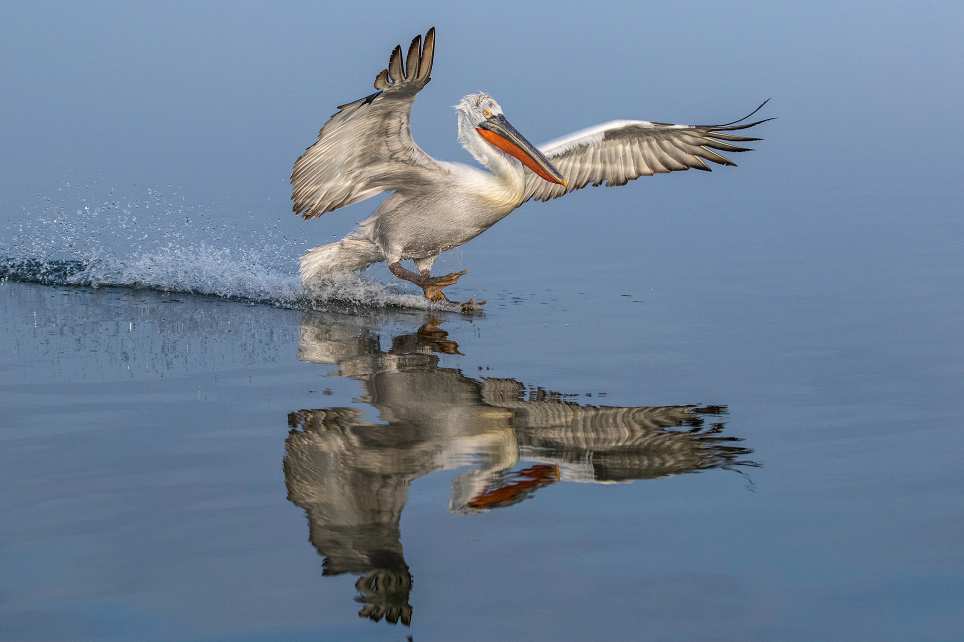 Krushuvad pelikan / Dalmatian Pelican, Kerkini lake Greece 2017