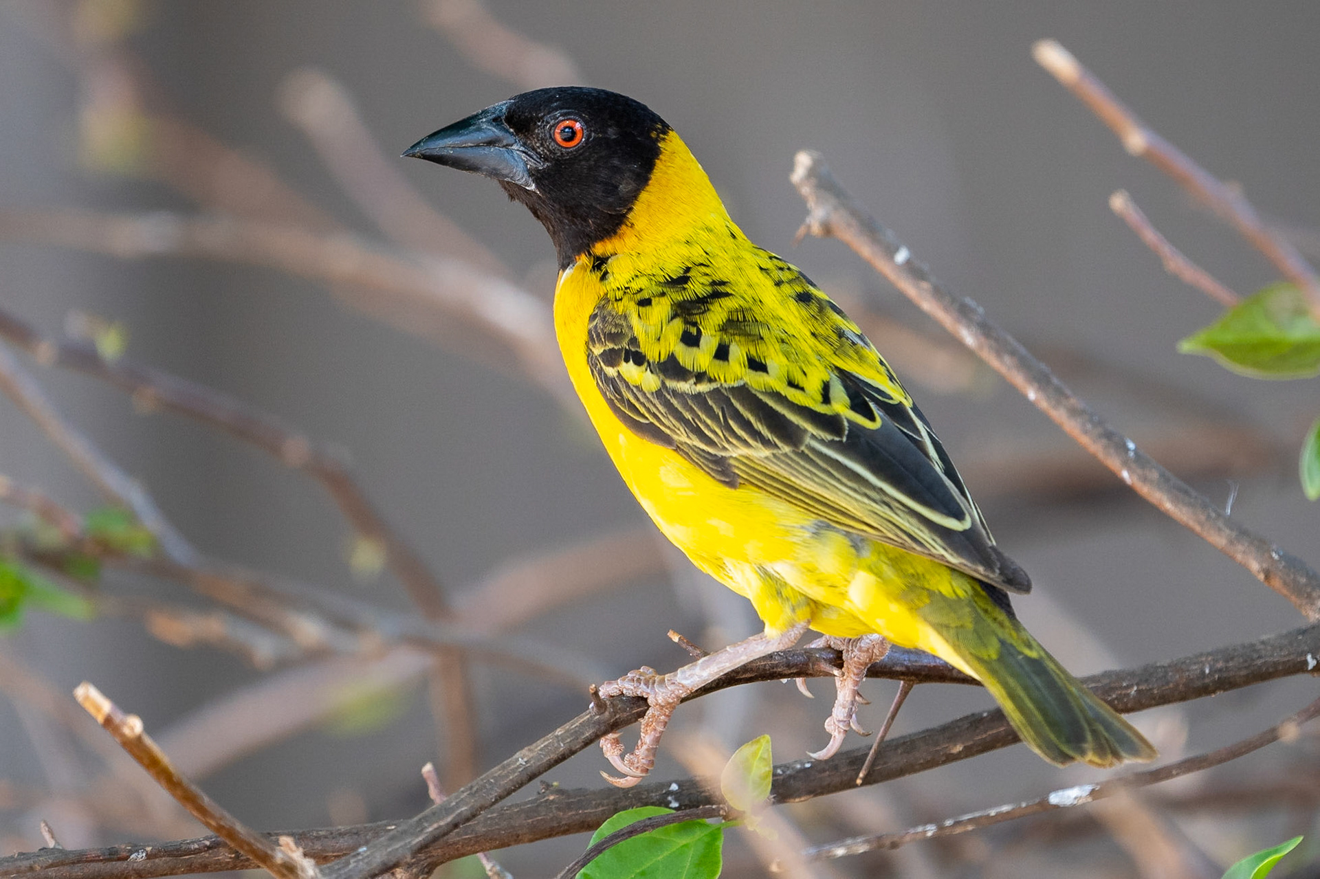 Byvävare / Village Weaver, Voi Kenya 2022