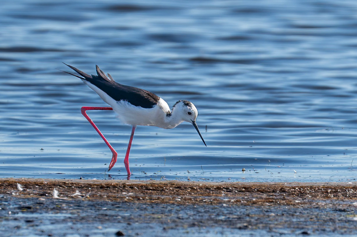Styltlöpare / Black-winged Stilt, Klingavälsåns utlopp 2025
