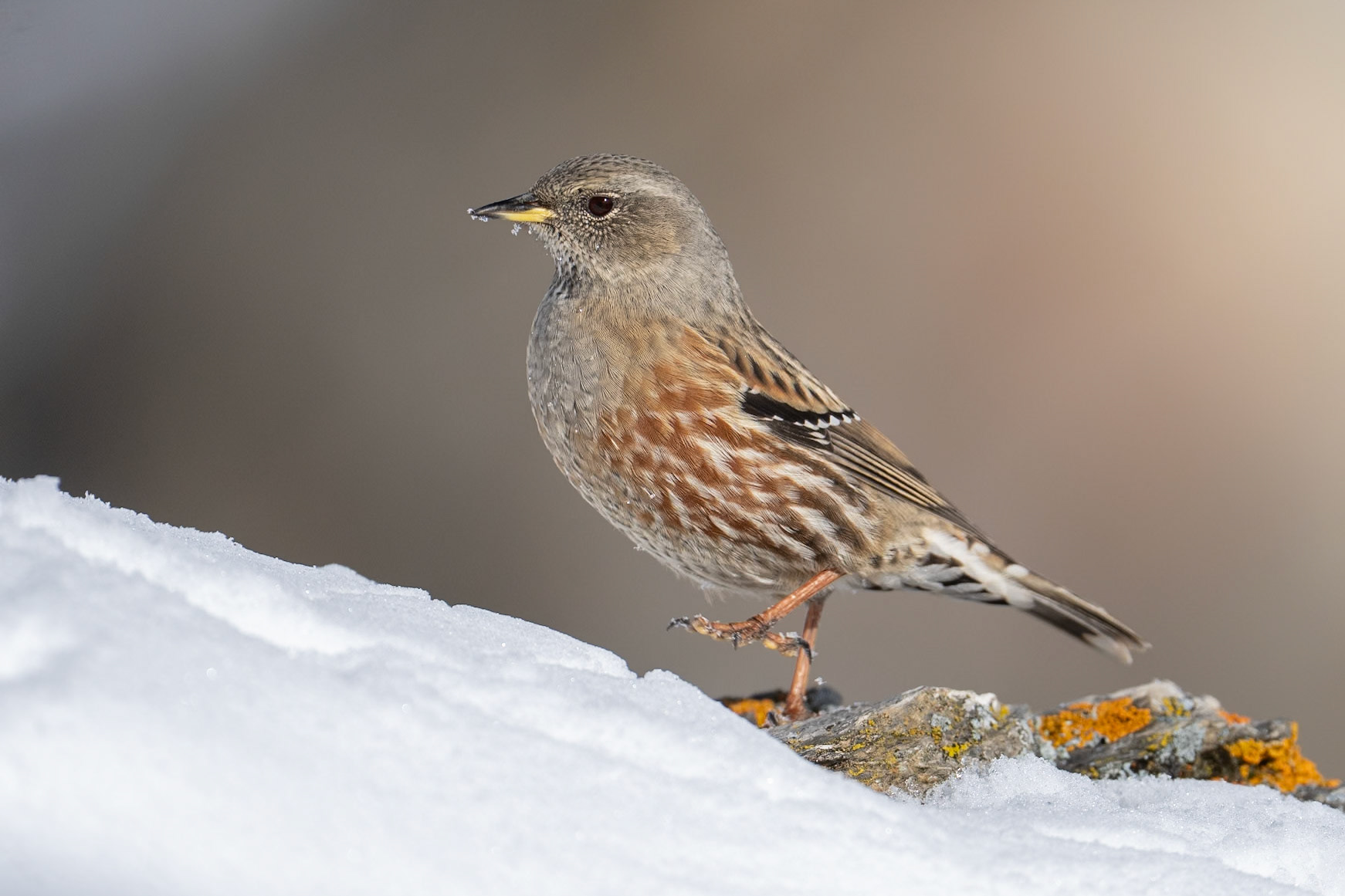 Alpjärnsparv / Alpine Accentor, Gemmipass Switzerland 2025