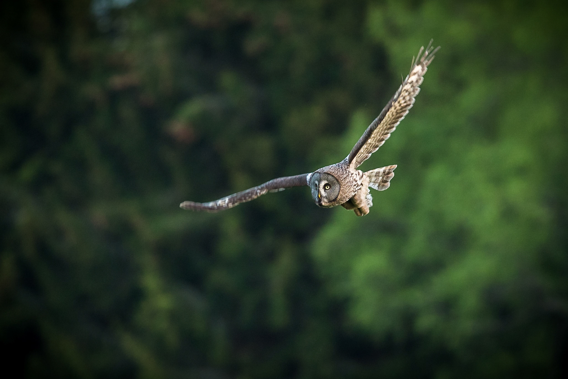 Lappuggla / Great Grey Owl, Västmanland 2016