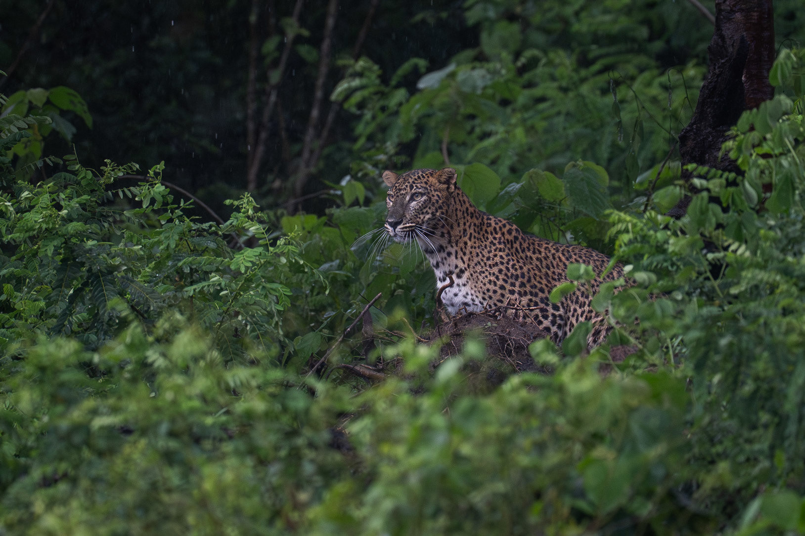 Leopard, Lunugamwehere National Park, Sri Lanka 2025