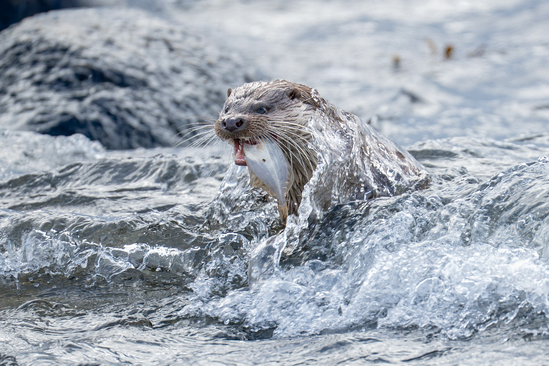 Utter / Eurasian Otter, Kråkenabben 2025