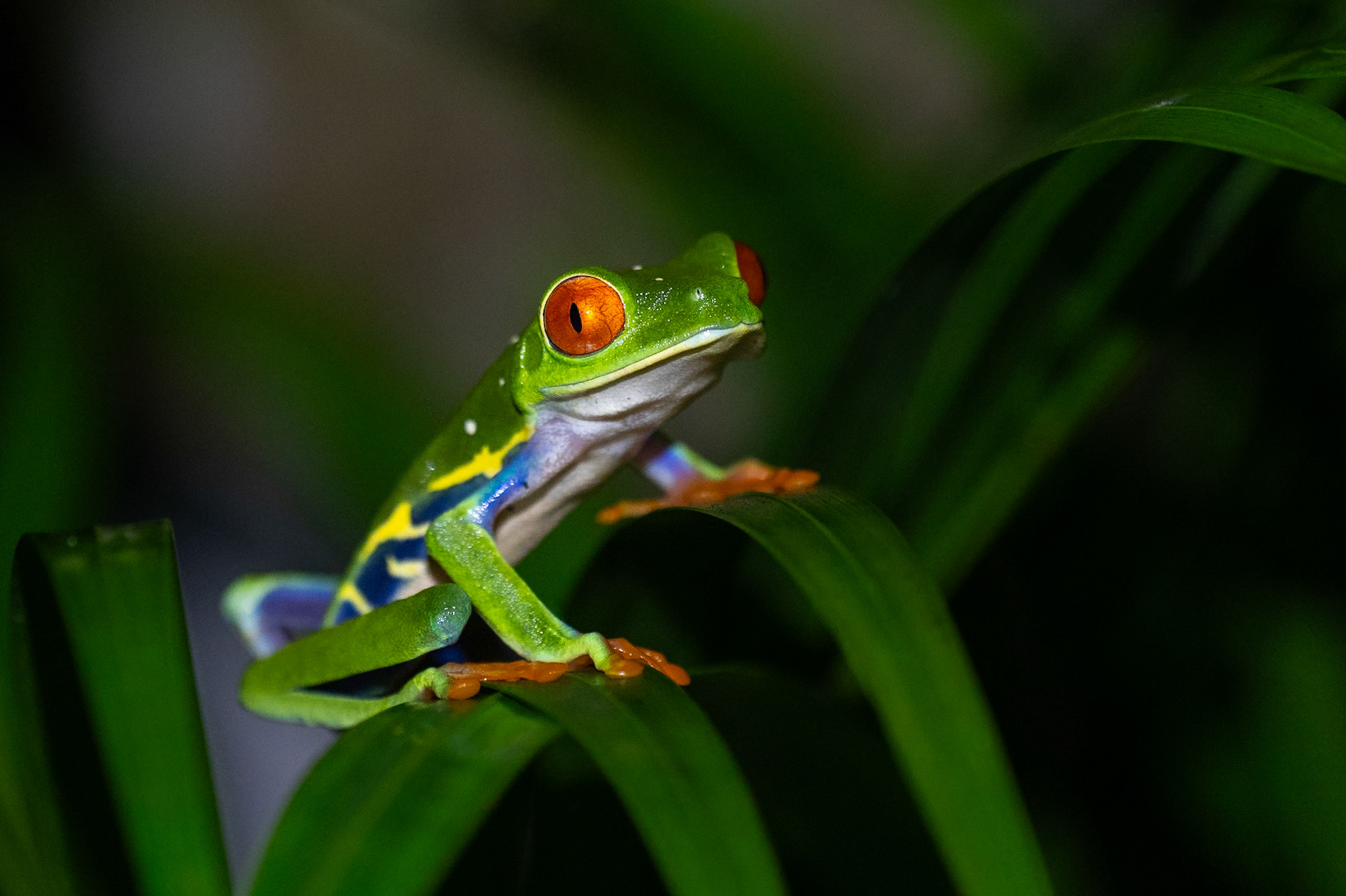 Red-Eyed Tree Frog / Red-Eyed Tree Frog, Selva Verde Lodge, Costa Rica 2024