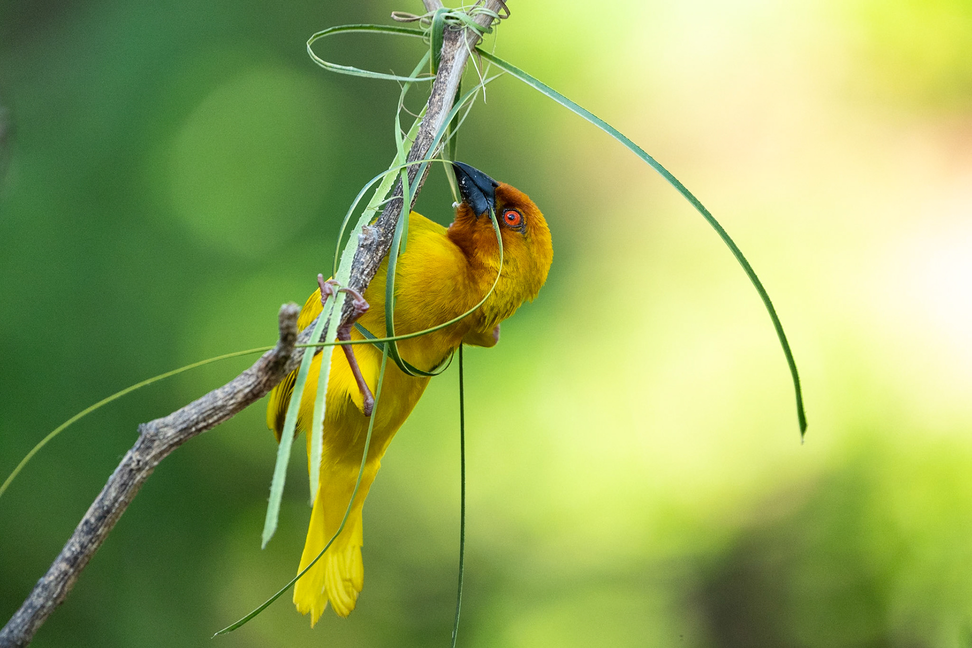 Guldvävare / Eastern Golden Weaver, Watumo Kenya 2022
