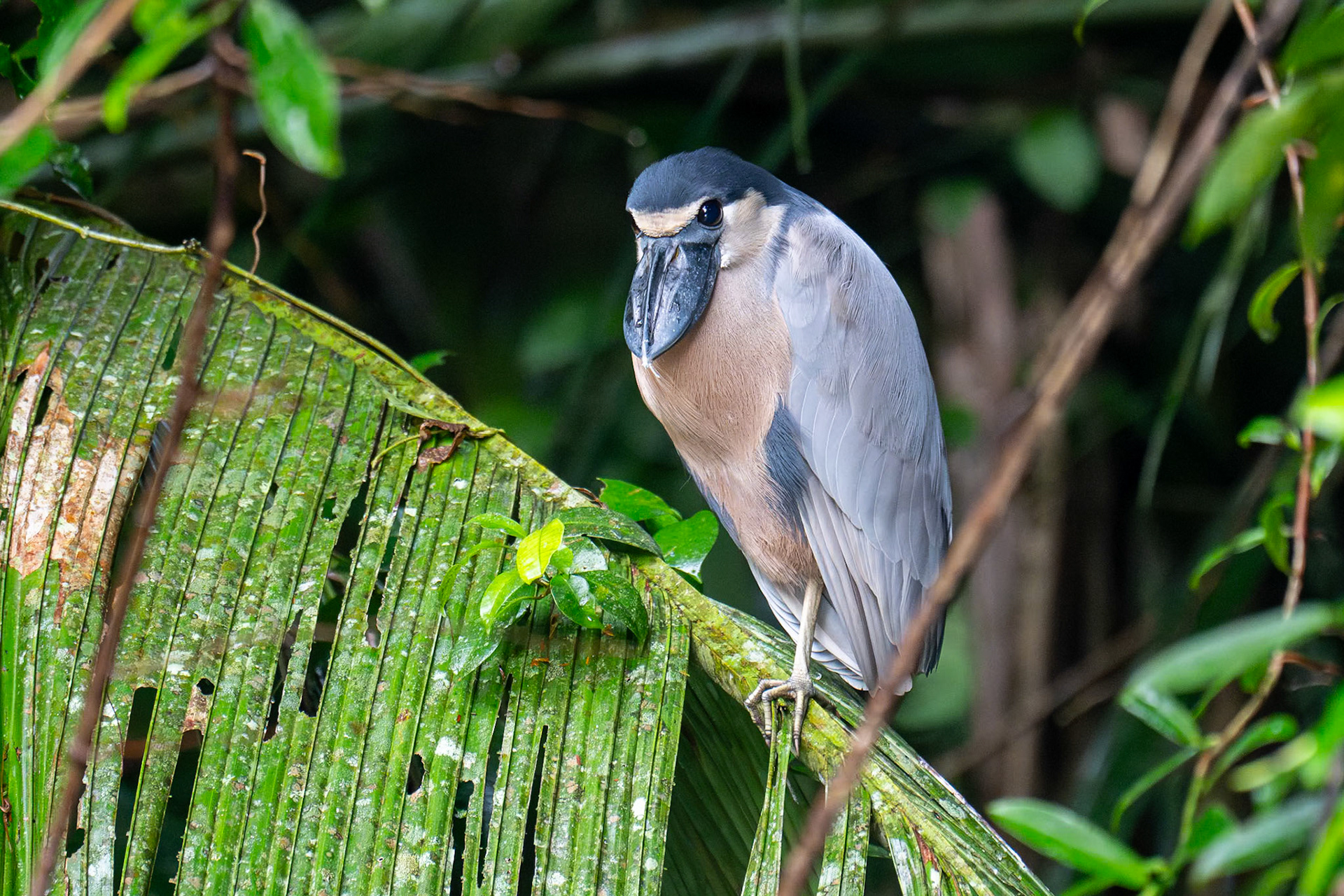 Boat-billed Heron / Båtnäbb, Tortuguero, Costa Rica 2024