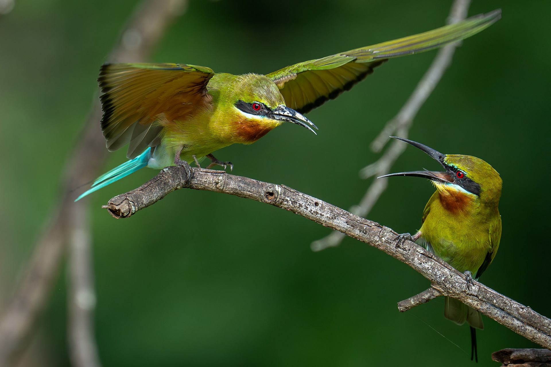 Blue-tailed Bee-eater / Blåstjärtad biätare, Lunugamwehere National Park, Sri Lanka 2025