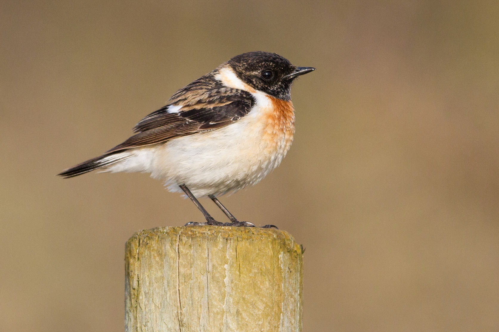 Vitgumpad buskskvätta / Eastern Stonechat (hemprichii), Morup 2014