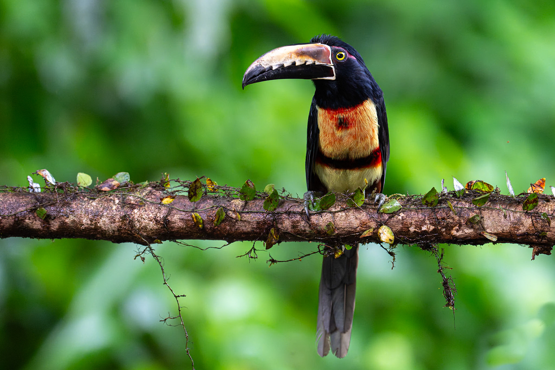 Collared Aracari / Halsbandsaraçari, Frog Heaven, Costa Rica 2024