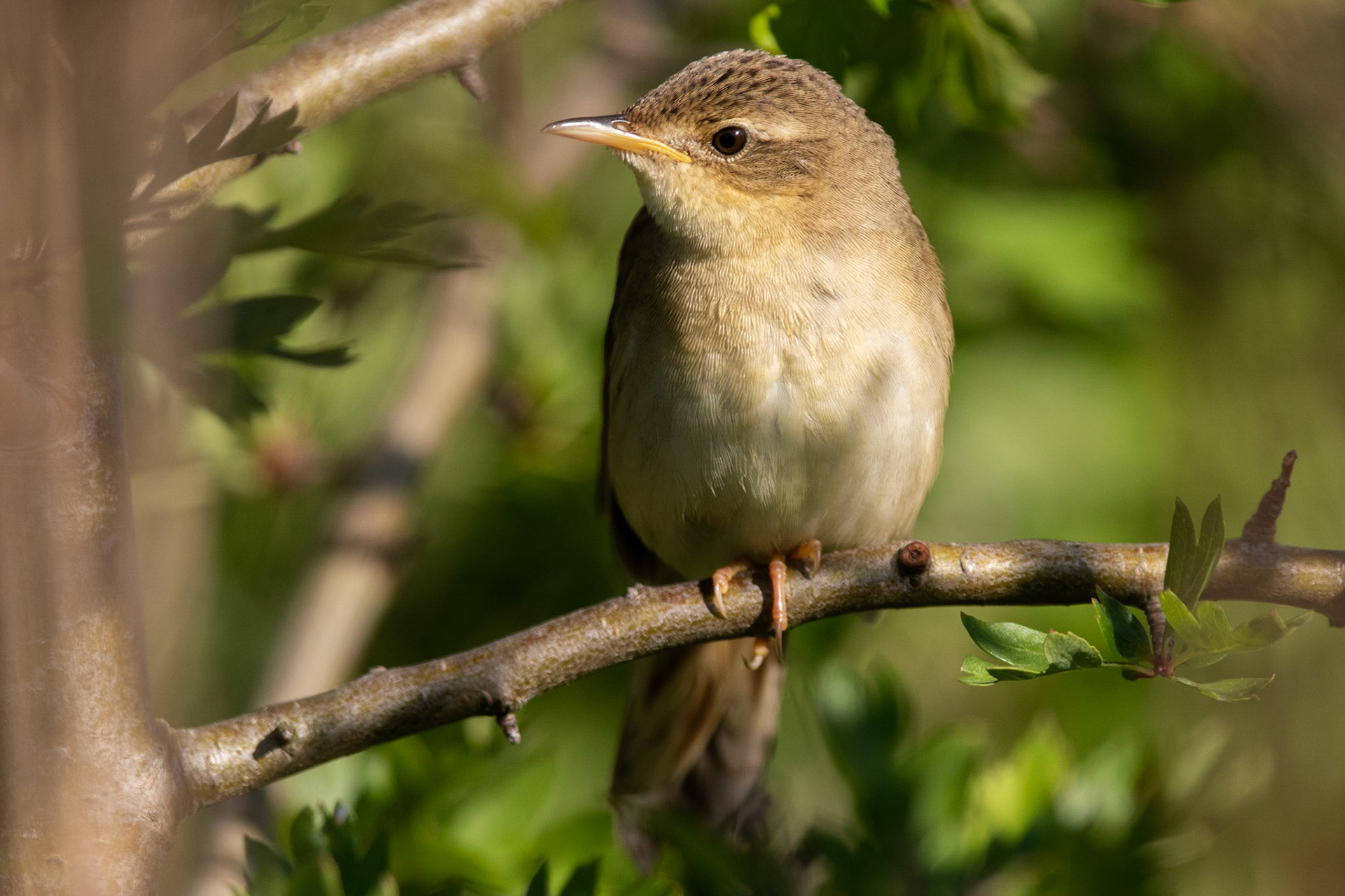 Gräshoppsångare / Common Grasshopper Warbler, Lunds reningsverk 2020