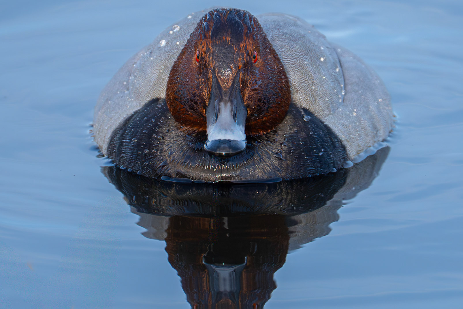 Brunand / Common Pochard, Lundsreningsverk 2026