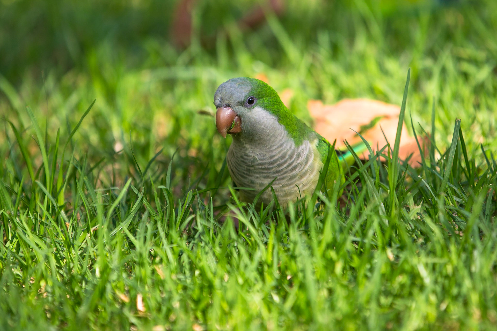 Munkparakit / Monk Parakeet, Barcelona Spanien 2017