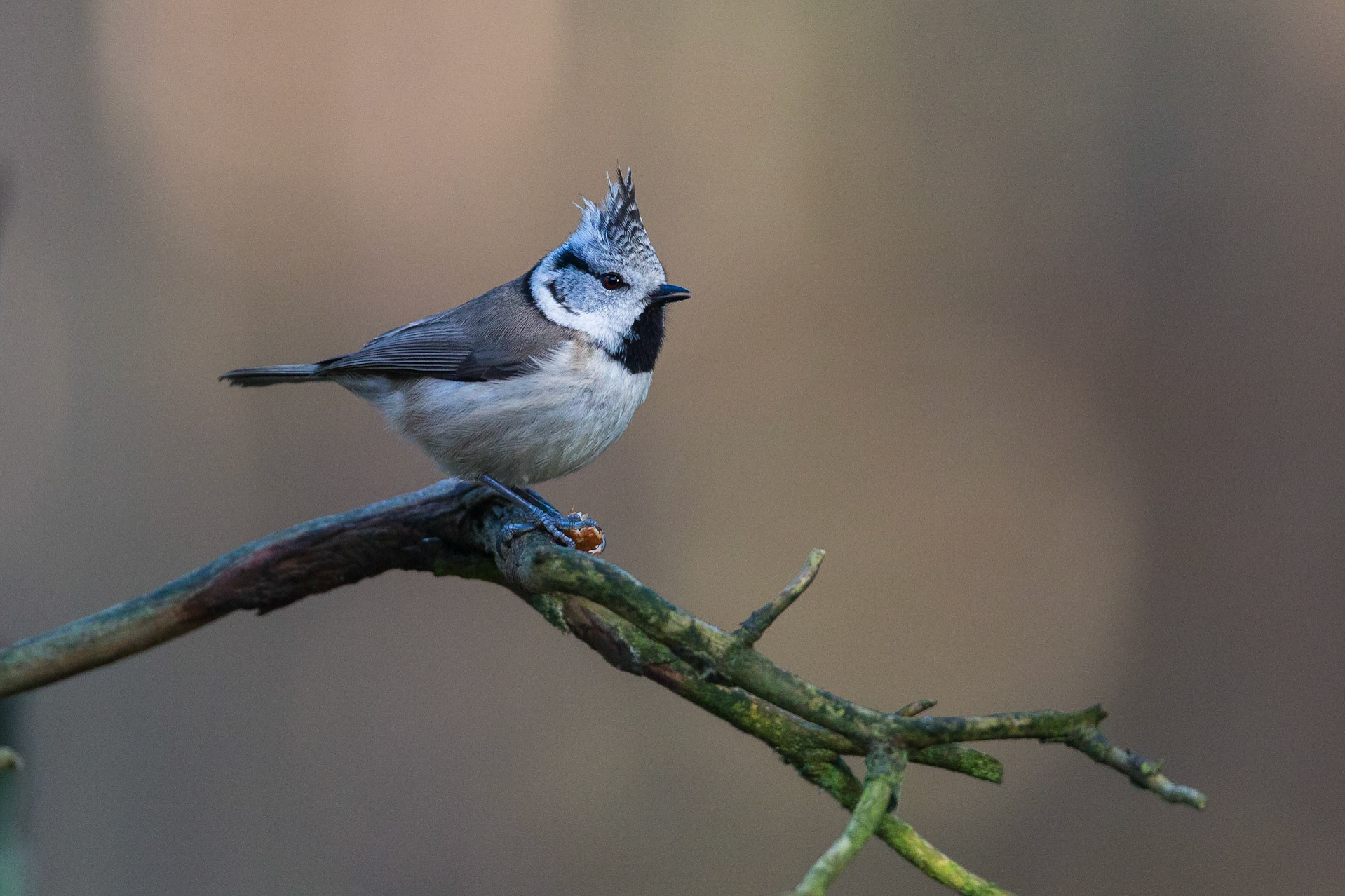 Tofsmes / Crested Tit, Vombs furu 2017