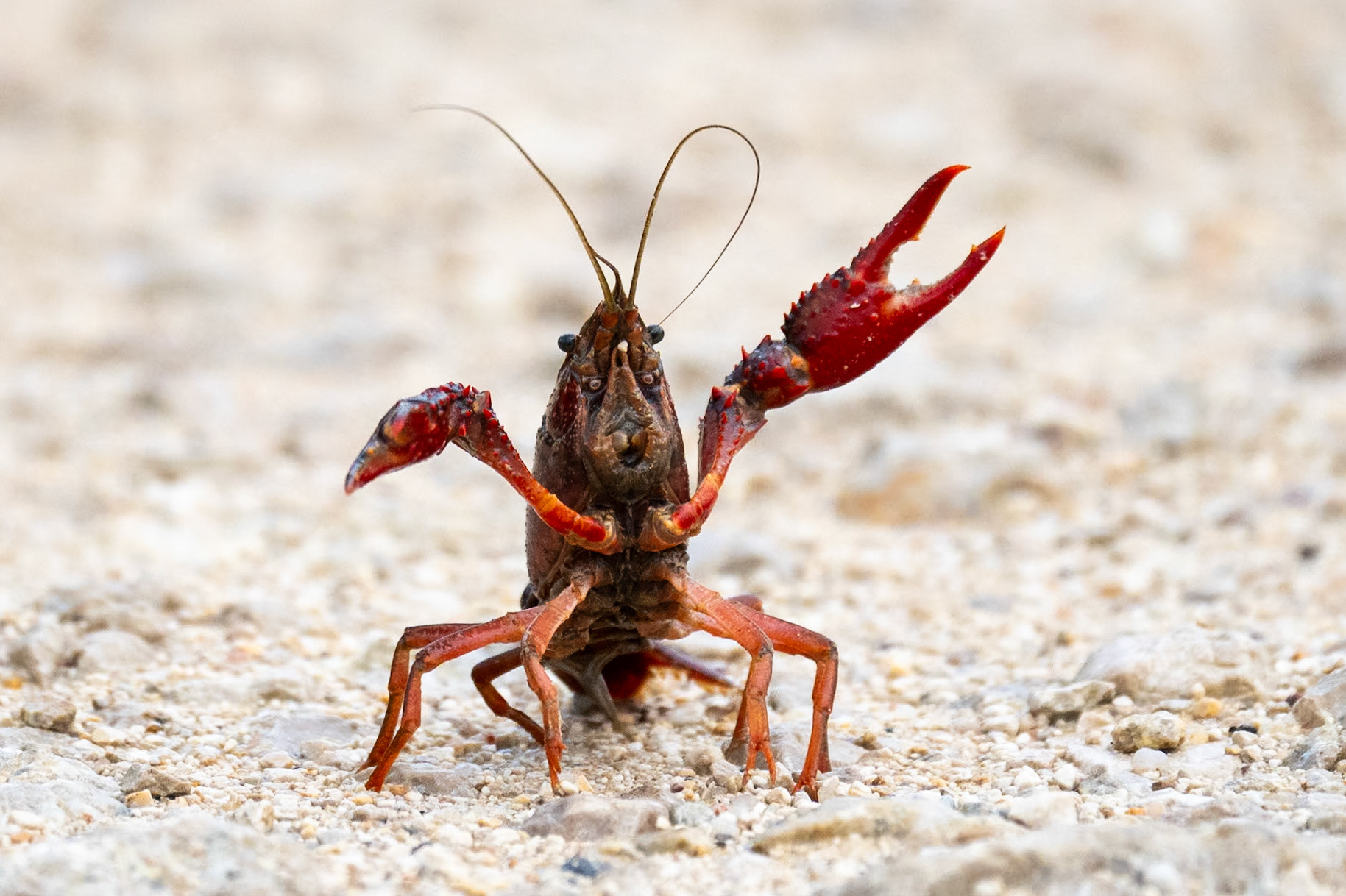 Red Swamp Crayfish, Estuario do Tejo Portugal 2023