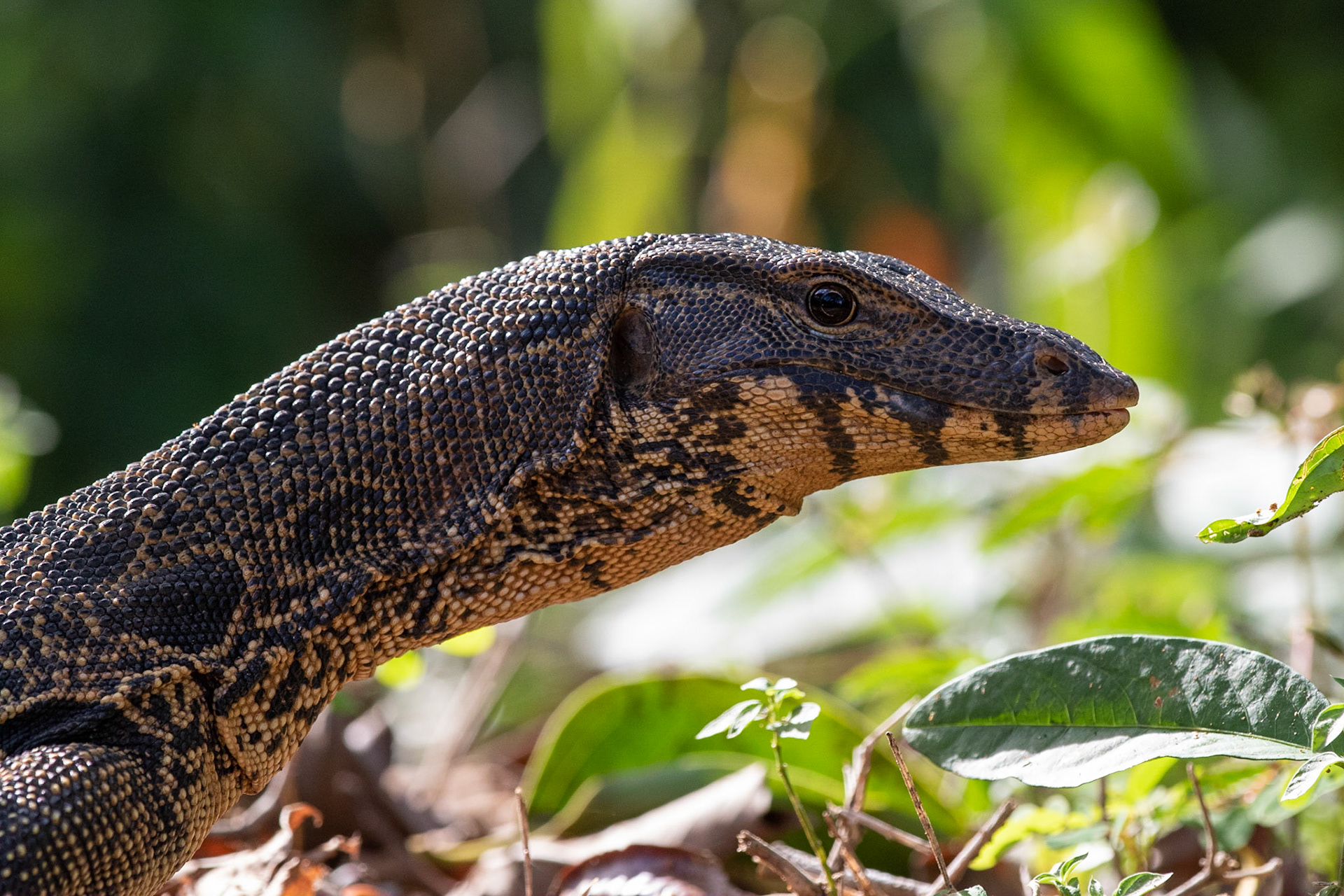 Bandvaran/ Water Monitor, Kaeng Krachan, Thailand 2018