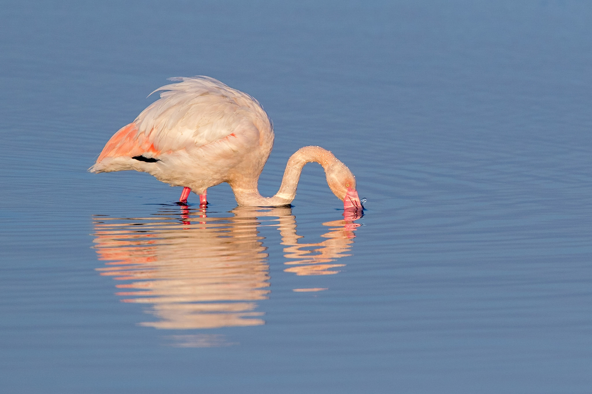 Större flamingo / Greater Flamingo, Kalochori Greece 2017