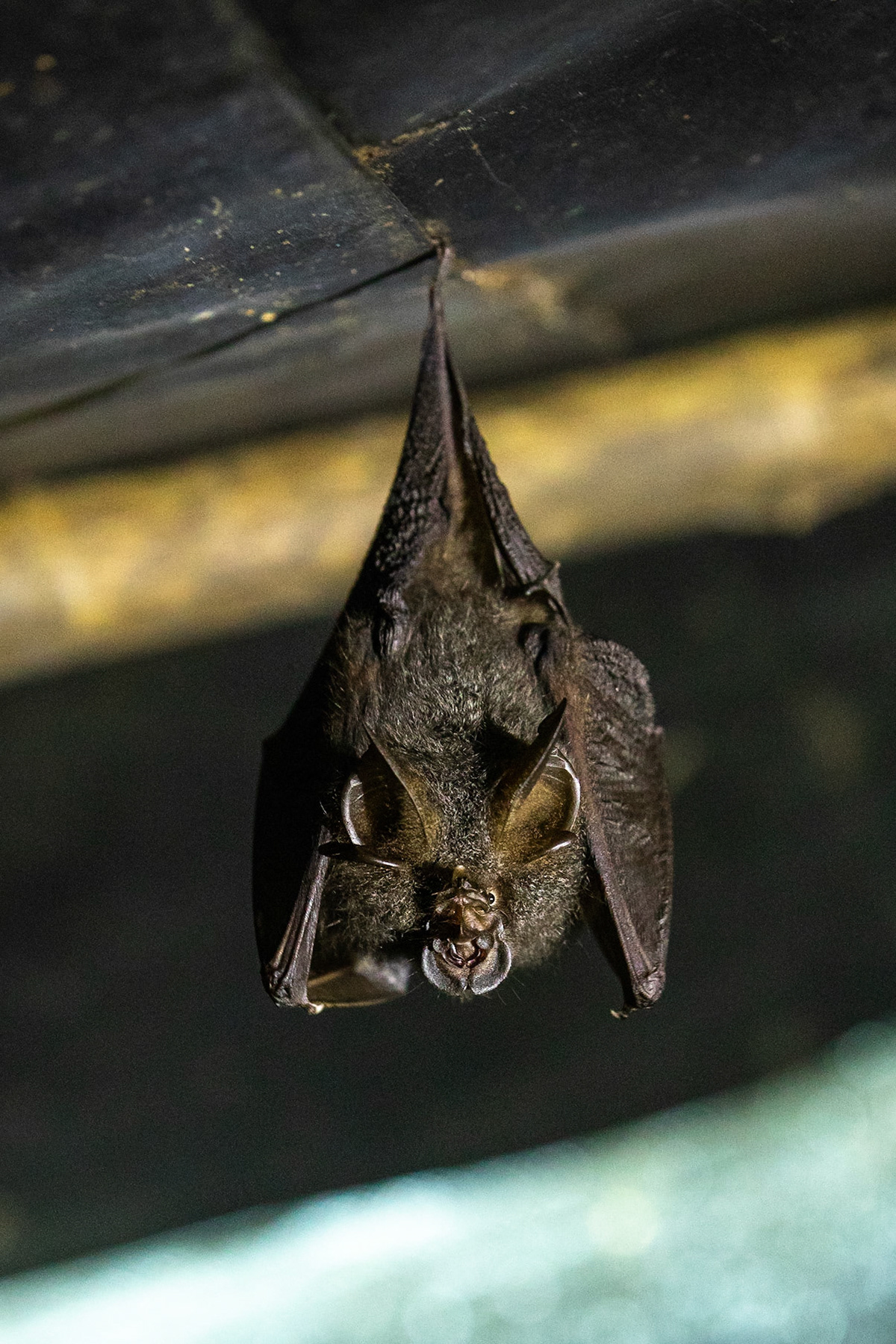 Great Woolly Horseshoe Bat, Kaeng Krachan, Thailand 2018