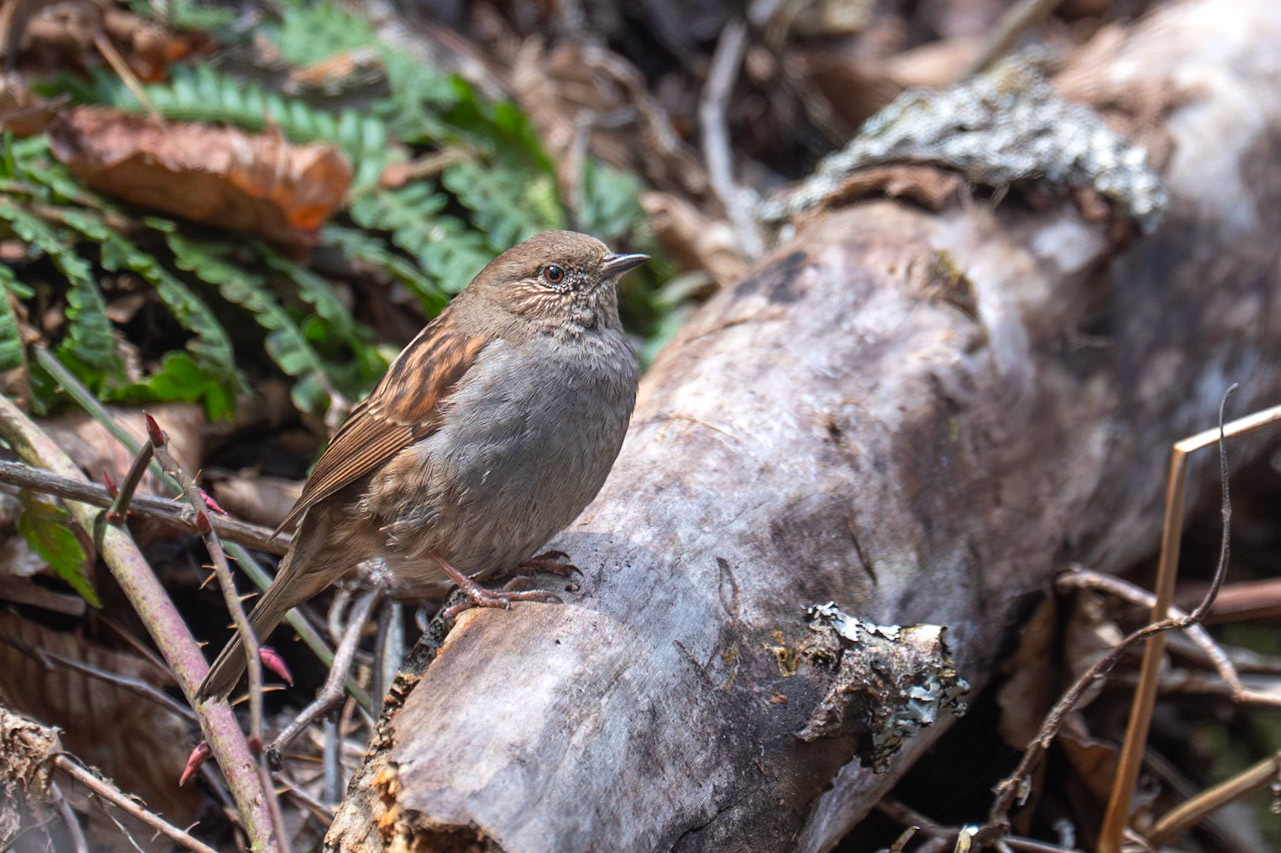 Japansk järnsparv / Japanese Accentor, Shiraito Waterfall, Japan 2025