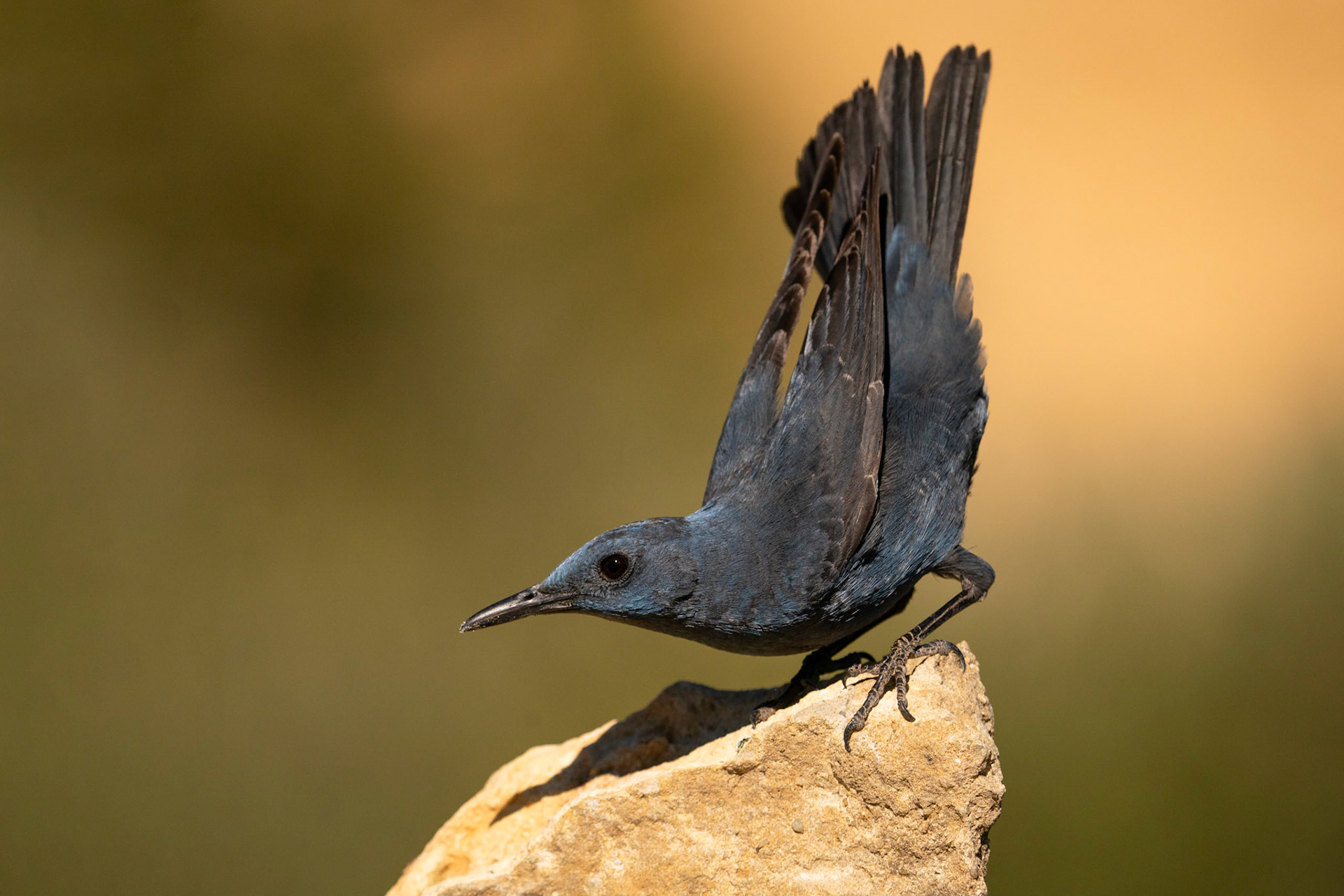 Blåtrast / Blue Rock Thrush, Losa del Obispo, Spanien 2022
