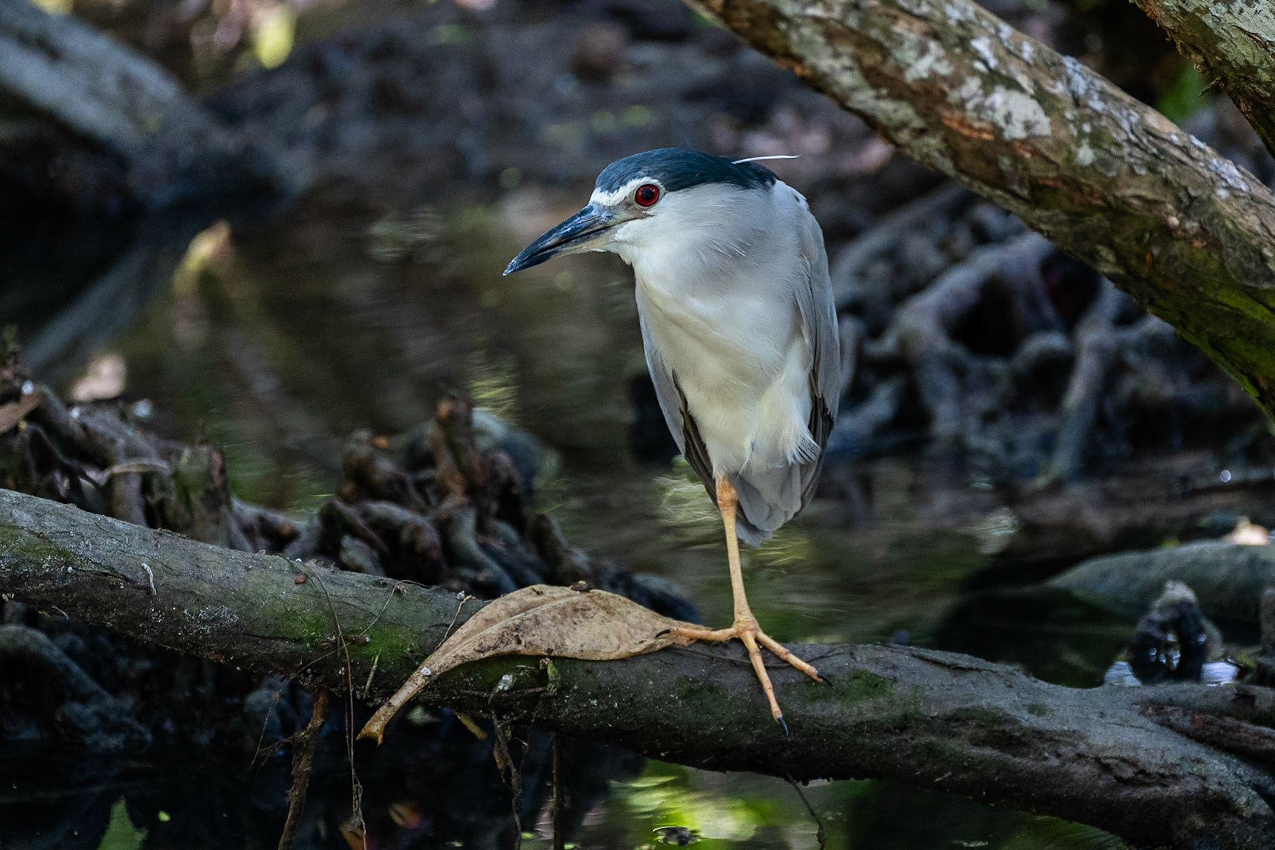 Natthäger / Black-crowned Night Heron, Grand Anse, Praslin Seychelles 2023