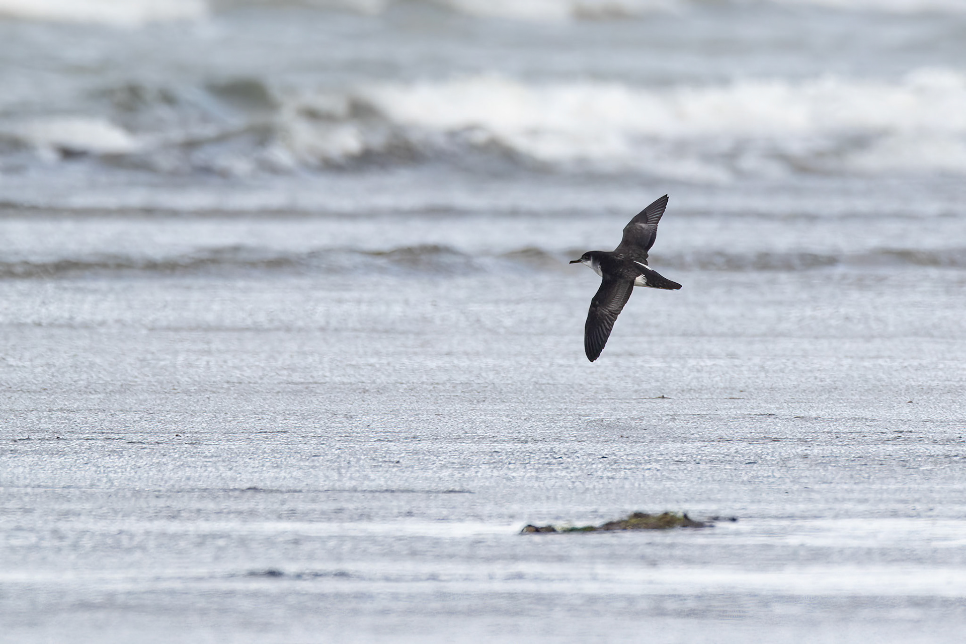 Mindre lira / Manx Shearwater, Skummeslövsstrand 2018