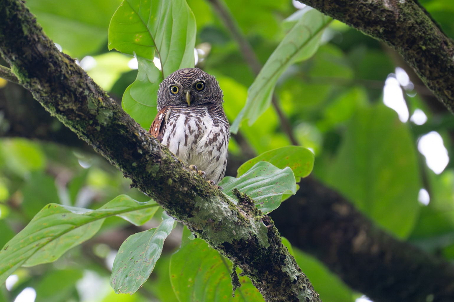 Chestnut-backed Owlet / Ceylonsparvuggla, Kitulgala, Sri Lanka 2025