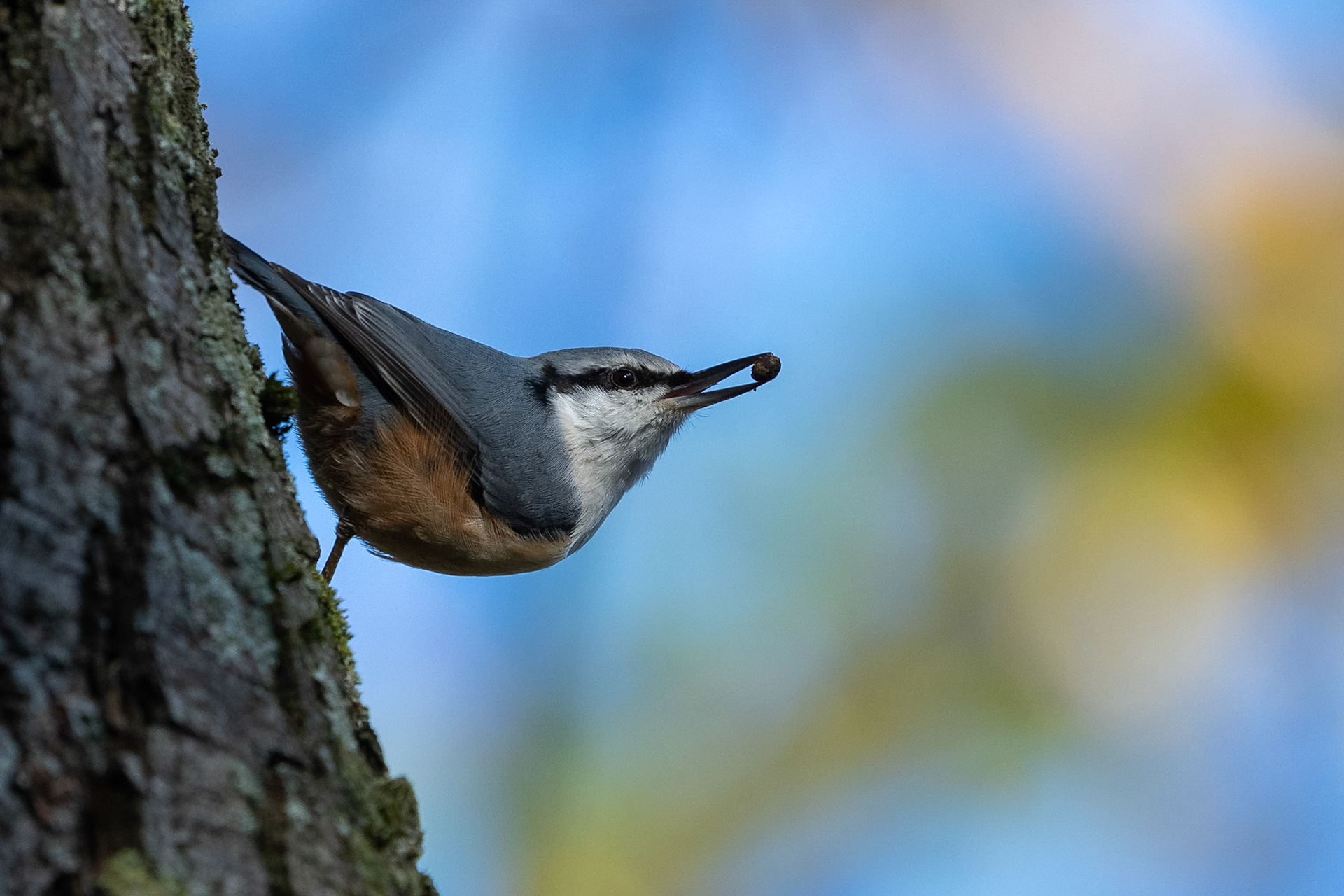 Nötväcka / Eurasian Nuthatch, St Pauli kyrkogård 2022