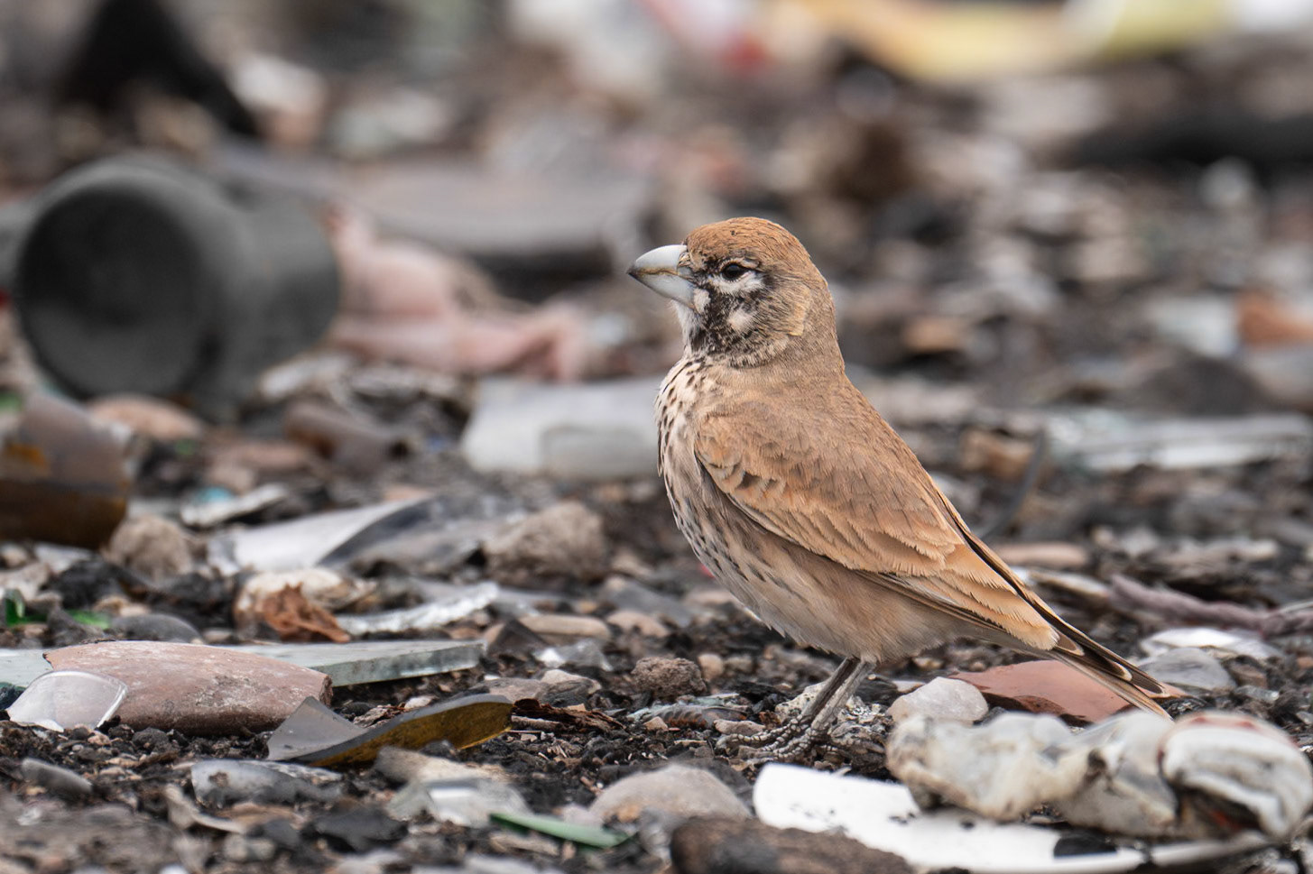 Thick-billed Lark / Tjocknäbbad lärka, Boulmalne Dades Morocco 2024