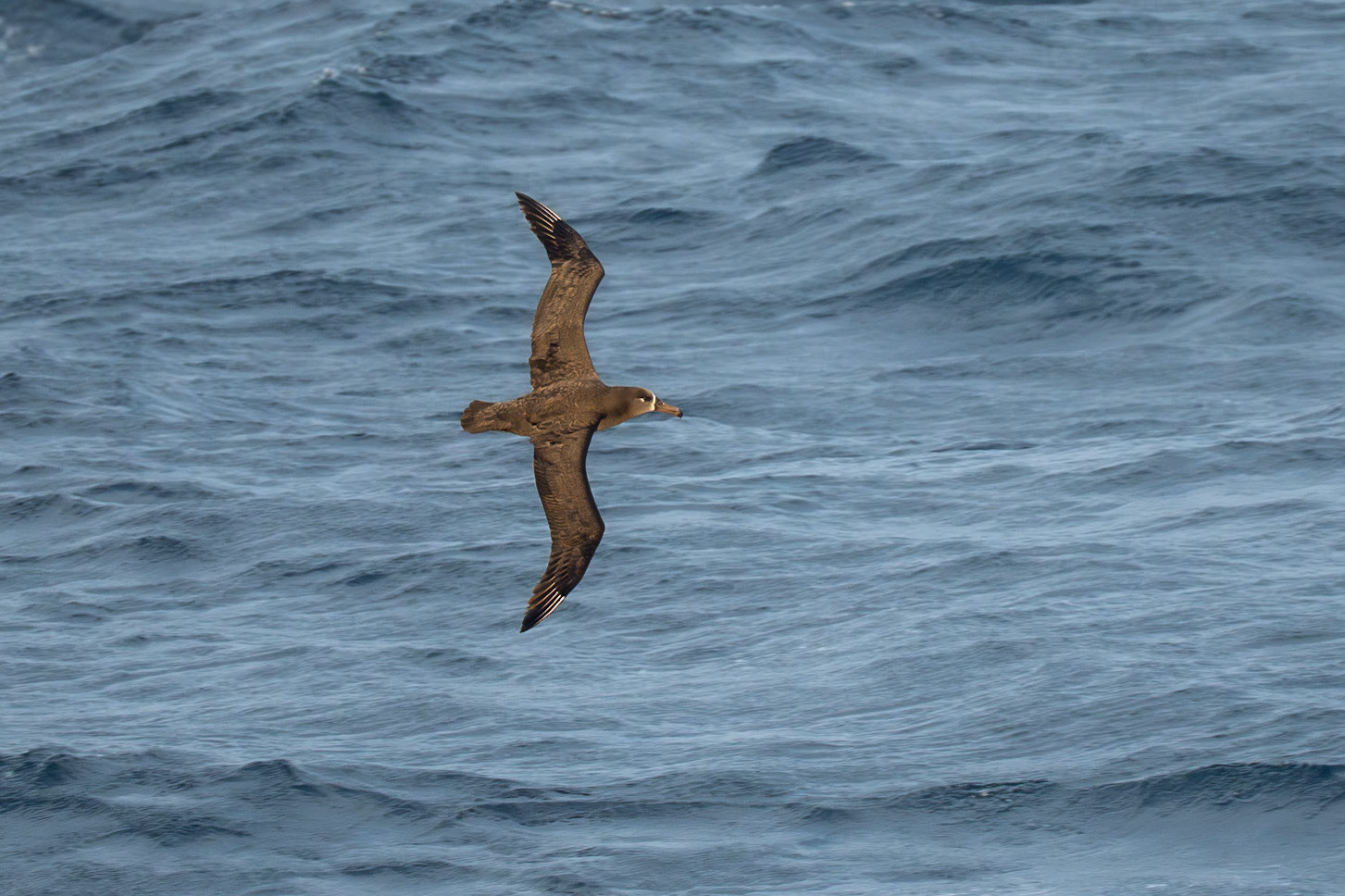 Svartfotad albatross / Black-footed Albatross, Boat Miyake-jima to Tokyo, Japan 2025
