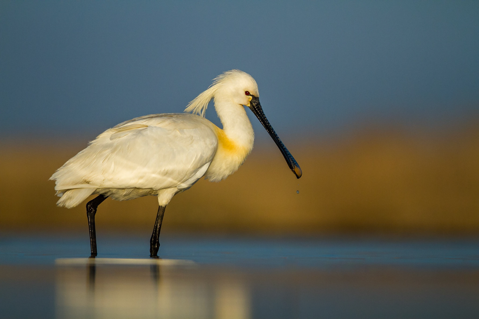 Skedstork / Eurasian Spoonbill, Pusztaszer, Hungary 2013