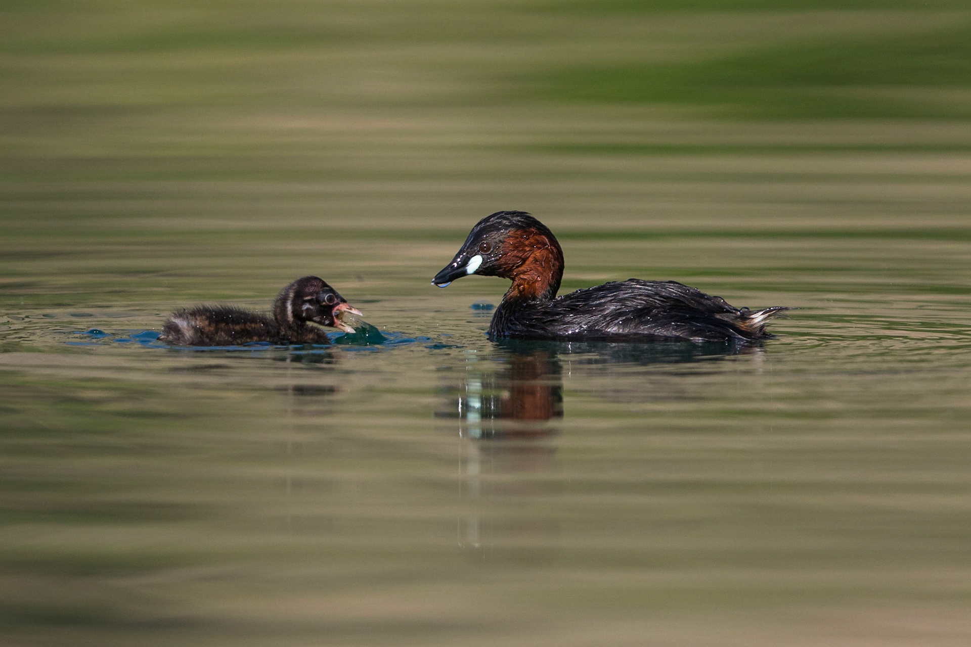 Smådopping / Little Grebe, Lake Kourna Crete Greece 2015